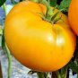 Heirloom Bonsai Middle Dwarf Yellow Tomato Organic 200 Seeds