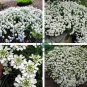 Candytuft Seeds Iberis Sempervirens 'Snowflake' Hardy Perennial  200 Seeds