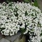 Candytuft Seeds Iberis Sempervirens 'Snowflake' Hardy Perennial  200 Seeds