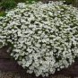 Candytuft Seeds Iberis Sempervirens 'Snowflake' Hardy Perennial  200 Seeds