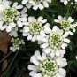 Candytuft Seeds Iberis Sempervirens 'Snowflake' Hardy Perennial 200 Seeds
