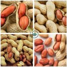 10+ Jumbo Virginia Peanuts Untreated 20 Seeds