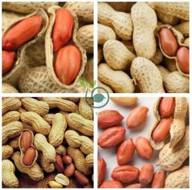 10+ Jumbo Virginia Peanuts Untreated 20 Seeds
