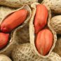 10+ Jumbo Virginia Peanuts Untreated 20 Seeds