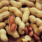 10+ Jumbo Virginia Peanuts Untreated 20 Seeds