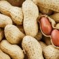 10+ Jumbo Virginia Peanuts Untreated 20 Seeds