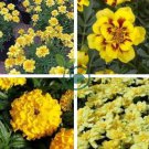 Alumia Mix French Marigold 60 Seeds