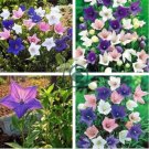 Platycodon grandiflorus Mixed 200 Seeds