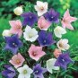 Platycodon grandiflorus Mixed 200 Seeds