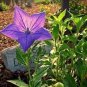 Platycodon grandiflorus Mixed 200 Seeds