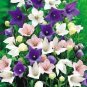Platycodon grandiflorus Mixed 200 Seeds