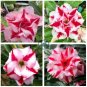 Heirloom 'Five Stars' Double Adenium Desert Rose 4 Seeds