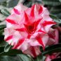 Heirloom 'Five Stars' Double Adenium Desert Rose 4 Seeds