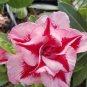 Heirloom 'Five Stars' Double Adenium Desert Rose 4 Seeds