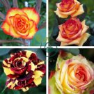 Red Spot Yellow Rose Flower 100 Seeds