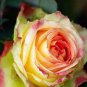 Red Spot Yellow Rose Flower 100 Seeds