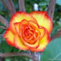 Red Spot Yellow Rose Flower 100 Seeds