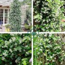 Rare Climbing Jasmine Flower 200 Seeds