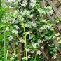 Rare Climbing Jasmine Flower 200 Seeds