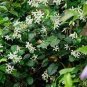 Rare Climbing Jasmine Flower 200 Seeds