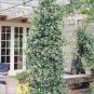 Rare Climbing Jasmine Flower 200 Seeds