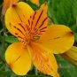 Day Lily Flower Vegetables  40 Seeds