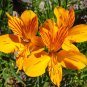 Day Lily Flower Vegetables  40 Seeds