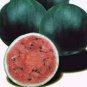 Big Super Black Skin Yellow Oval Sweet Organic Watermelon 160 Seeds