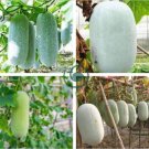 Wax Gourd White Skin Fuzzy Winter MelonWhite Ash Benincasa Hispida 24 Seeds