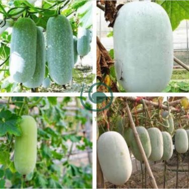 Wax Gourd White Skin Fuzzy Winter MelonWhite Ash Benincasa Hispida 24 Seeds