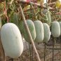 Wax Gourd White Skin Fuzzy Winter MelonWhite Ash Benincasa Hispida 24 Seeds