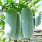 Wax Gourd White Skin Fuzzy Winter MelonWhite Ash Benincasa Hispida 24 Seeds