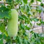 Wax Gourd White Skin Fuzzy Winter MelonWhite Ash Benincasa Hispida 24 Seeds