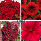 Middle-sized Rose Red Garden Petunia Annual Flower 120 Seeds