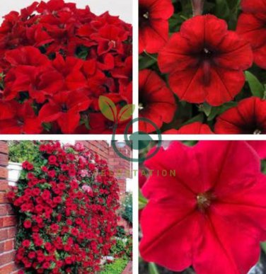 Middle-sized Rose Red Garden Petunia Annual Flower 120 Seeds