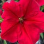 Middle-sized Rose Red Garden Petunia Annual Flower 120 Seeds