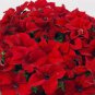 Middle-sized Rose Red Garden Petunia Annual Flower 120 Seeds
