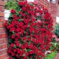 Middle-sized Rose Red Garden Petunia Annual Flower 120 Seeds
