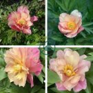Rare 'Sang Ye Mudan' Red Pink Yellow Green Peony Plant 10 Seeds