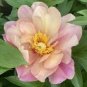 Rare 'Sang Ye Mudan' Red Pink Yellow Green Peony Plant 10 Seeds