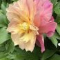 Rare 'Sang Ye Mudan' Red Pink Yellow Green Peony Plant 10 Seeds