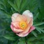 Rare 'Sang Ye Mudan' Red Pink Yellow Green Peony Plant 10 Seeds