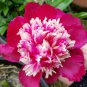 Peony Dark Red 2-layer Petals Pink Ball Flower 10 Seeds