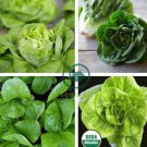 Cream Lettuce Seeds Butter Head Little Gem Organic  240 Seeda