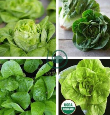 Cream Lettuce Seeds Butter Head Little Gem Organic  240 Seeda