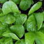 Cream Lettuce Seeds Butter Head Little Gem Organic 240 Seeda
