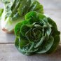 Cream Lettuce Seeds Butter Head Little Gem Organic 240 Seeda