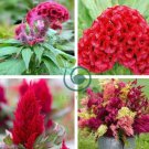 Celosia Argentea Red Plumed Cockscomb Annual Bonsai Flower 100 Seeds