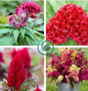 Celosia Argentea Red Plumed Cockscomb Annual Bonsai Flower 100 Seeds