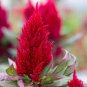 Celosia Argentea Red Plumed Cockscomb Annual Bonsai Flower 100 Seeds